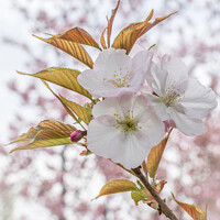 Buy canvas prints of Cherry Blossom by JUDI LION