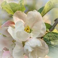 Buy canvas prints of Apple Blossom by JUDI LION
