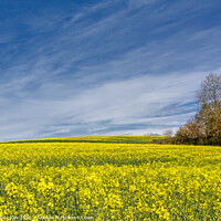 Buy canvas prints of Rapeseed field in sunshine by JUDI LION