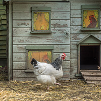 Buy canvas prints of Hen and posh house by JUDI LION