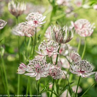 Buy canvas prints of Pink Astrantia by JUDI LION
