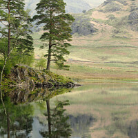 Buy canvas prints of Trees at Blea Tarn by JUDI LION