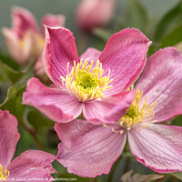 Buy canvas prints of Pink Clematis Flowers by JUDI LION