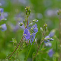 Buy canvas prints of A close up of a Speedwell by JUDI LION