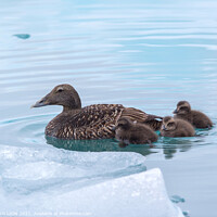Buy canvas prints of An Eider Duck with her ducklings by JUDI LION