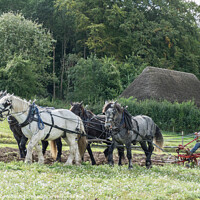Buy canvas prints of Ploughing the old fashioned way by JUDI LION