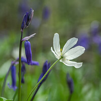 Buy canvas prints of Bluebells and Wood Anemone by JUDI LION