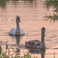 Buy canvas prints of Swan and Cygnet at Sunset by JUDI LION