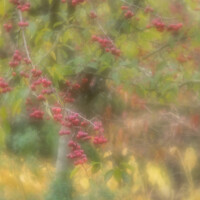 Buy canvas prints of A tree in autumn with red berries by JUDI LION