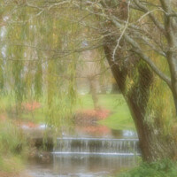 Buy canvas prints of Weeping Willow Impression by JUDI LION