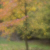 Buy canvas prints of A single tree in autumn with red and yellow leaves by JUDI LION
