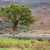 Buy canvas prints of Lone tree at Crummock Water by JUDI LION