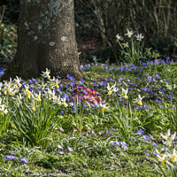 Buy canvas prints of Spring flowers under tree by JUDI LION