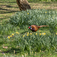 Buy canvas prints of Pheasant in the daffodils by JUDI LION