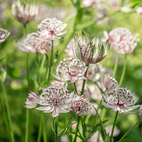 Buy canvas prints of Pink and White Astrantia by JUDI LION