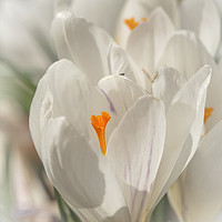 Buy canvas prints of White crocus in the spring sunshine by JUDI LION