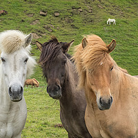 Buy canvas prints of Hear no, see no, speak no - Icelandic Horses by JUDI LION