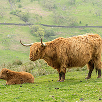 Buy canvas prints of Highland cow and calf in the Lake District by JUDI LION