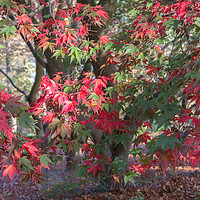 Buy canvas prints of Red Maple in Autumn Sunshine by JUDI LION