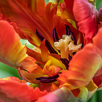 Buy canvas prints of Fiery Parrot Tulip by JUDI LION
