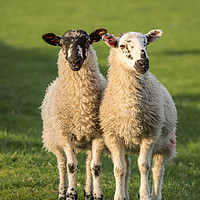 Buy canvas prints of Twin Herdwick Lambs by JUDI LION