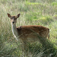 Buy canvas prints of A very curious Fallow Deer by JUDI LION