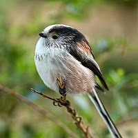 Buy canvas prints of Long-Tailed Tit by JUDI LION