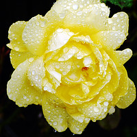 Buy canvas prints of Yellow Rose by Alan Clark
