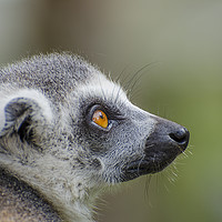 Buy canvas prints of Ring Tailed Lemur by Andrew Heaps