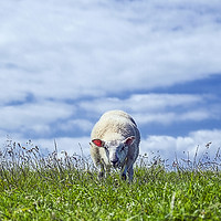 Buy canvas prints of Sheep May Graze by Andrew Heaps