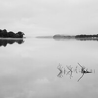 Buy canvas prints of Reflection of branch in Coniston Water  by Steve Heap
