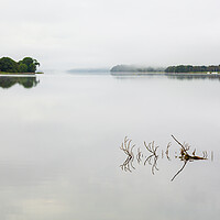 Buy canvas prints of Reflection of branch in Coniston Water  by Steve Heap