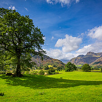 Buy canvas prints of Tree with Langdale Pikes in Lake District by Steve Heap