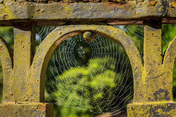 Dew glistening cobweb on gate Picture Board by Steve Heap