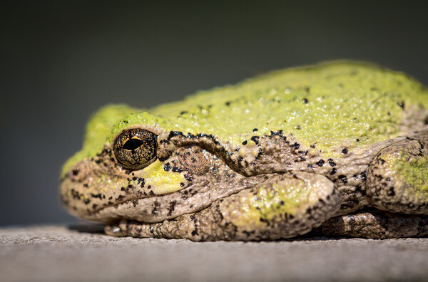 Narrow focus on eye of bullfrog or frog Picture Board by Steve Heap