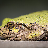 Buy canvas prints of Narrow focus on eye of bullfrog or frog by Steve Heap
