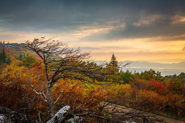 Windswept tree in front of red leaves Dolly Sods Picture Board by Steve Heap