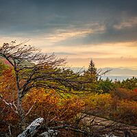 Buy canvas prints of Windswept tree in front of red leaves Dolly Sods by Steve Heap