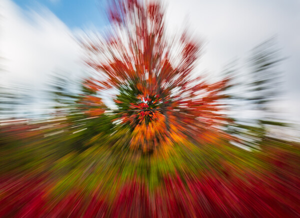 Red leaves at Dolly Sods with zoom Picture Board by Steve Heap