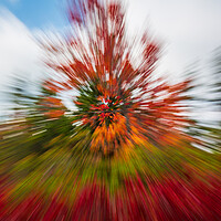 Buy canvas prints of Red leaves at Dolly Sods with zoom by Steve Heap
