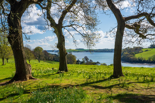 View across daffodils to River Fal near Truro Picture Board by Steve Heap