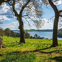 Buy canvas prints of View across daffodils to River Fal near Truro by Steve Heap