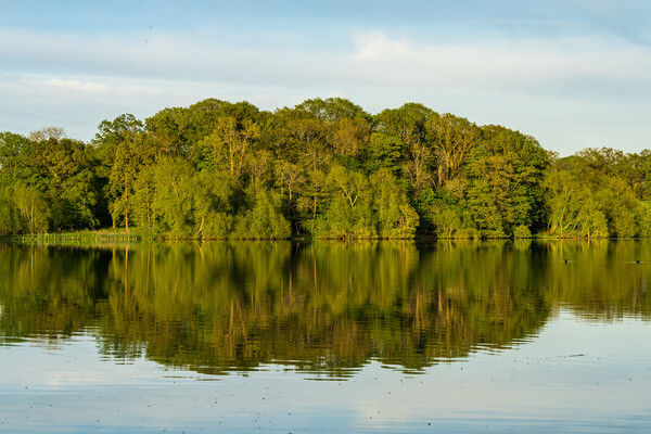 View across the Mere to a reflection of distant tr Picture Board by Steve Heap
