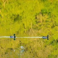 Buy canvas prints of Two ducks floating through reflection of sunlit tr by Steve Heap