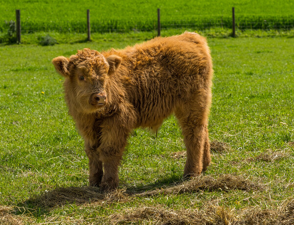 Young male highland calf in meadow facing the came Picture Board by Steve Heap