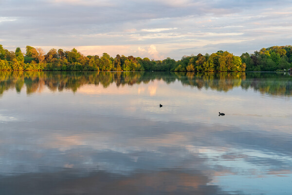 View across the Ellesmere Mere to a clear reflecti Picture Board by Steve Heap