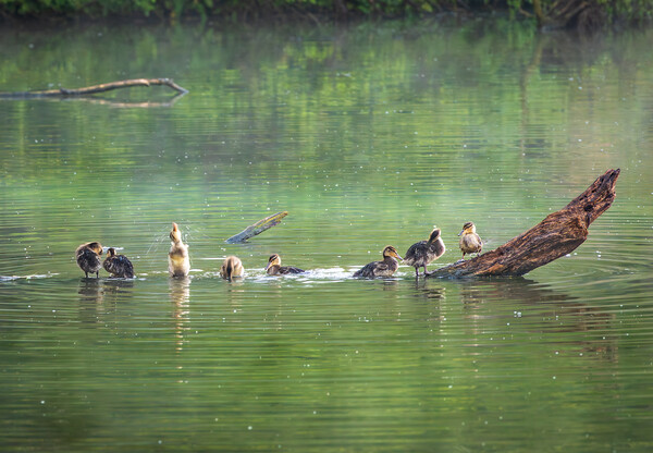 Group of ducklings washing in lake at dusk Picture Board by Steve Heap