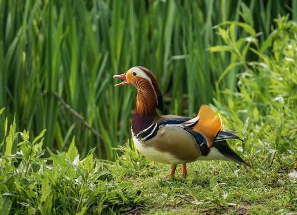 Mandarin Duck on the lakeshore at the Mere in Ellesmere  Picture Board by Steve Heap