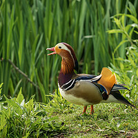 Buy canvas prints of Mandarin Duck on the lakeshore at the Mere in Ellesmere  by Steve Heap