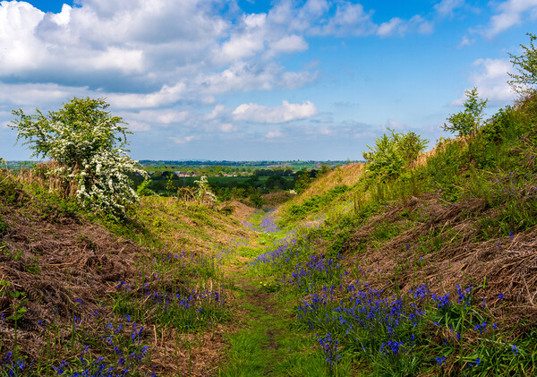 Bluebells by the path on Old Oswestry hill fort in Picture Board by Steve Heap